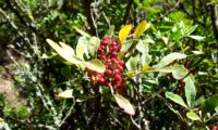 bagas imaturas de aroeira - Pistacia lenticus