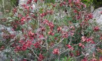 hábito de aroeira em frutificação - Pistacia lenticus