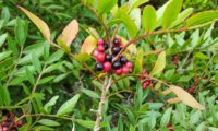 cacho de frutos imaturos e maduros de aroeira - Pistacia lenticus