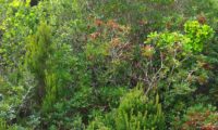 aroeira em frutificação com cortejo vegetal, num mato - Pistacia lenticus