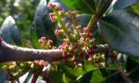 flores femininas em espiga de aroeira - Pistacia lenticus