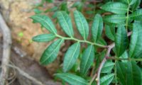 folhas compostas com ráquis alados, aroeira - Pistacia lenticus