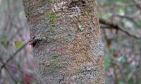 ritidoma jovem, levemente fissurado de aroeira - Pistacia lenticus