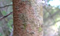 ritidoma jovem lenticelado de aroeira - Pistacia lenticus