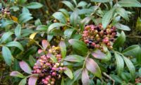 bagas imaturas e maduras num mesmo cacho de aroeira - Pistacia lenticus