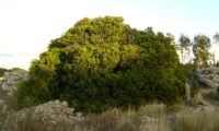 hábito adulto e isolado de aroeira - Pistacia lenticus