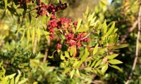 cachos de frutos imaturos de aroeira - Pistacia lenticus