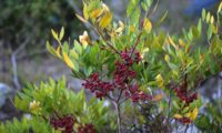 frutos imaturos de aroeira - Pistacia lenticus