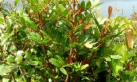 espiga de flores femininas vermelho-esverdeadas da aroeira - Pistacia lenticus