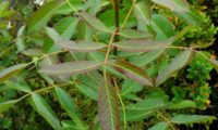ramalhete de folhas juvenis de cornalheira, terebinto - Pistacia terebinthus