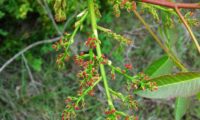 flores femininas de cornalheira ou terebinto - Pistacia terebinthus