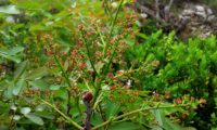 inflorescência feminina de cornalheira, terebinto - Pistacia terebinthus