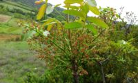 panículas de flores femininas de cornalheira, terebinto - Pistacia terebinthus