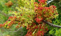 espigas de flores masculinas de terebinto, sendo as inflorescências terminais estéreis - Pistacia terebinthus