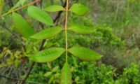 folha de cornalheira ou terebinto, composta por 9 folíolos - Pistacia terebinthus