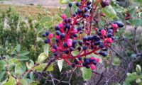 cachos de frutos parcialmente maduros (cor negro-azul) de cornalheira ou terebinto - Pistacia terebinthus