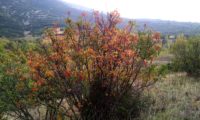 cores outonais de terebinto - Pistacia terebinthus