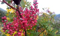 frutos de cornalheira ou terebinto - Pistacia terebinthus