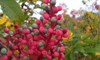 frutos de terebinto, cornalheira - Pistacia terebinthus