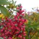 frutos de terebinto, cornalheira - Pistacia terebinthus