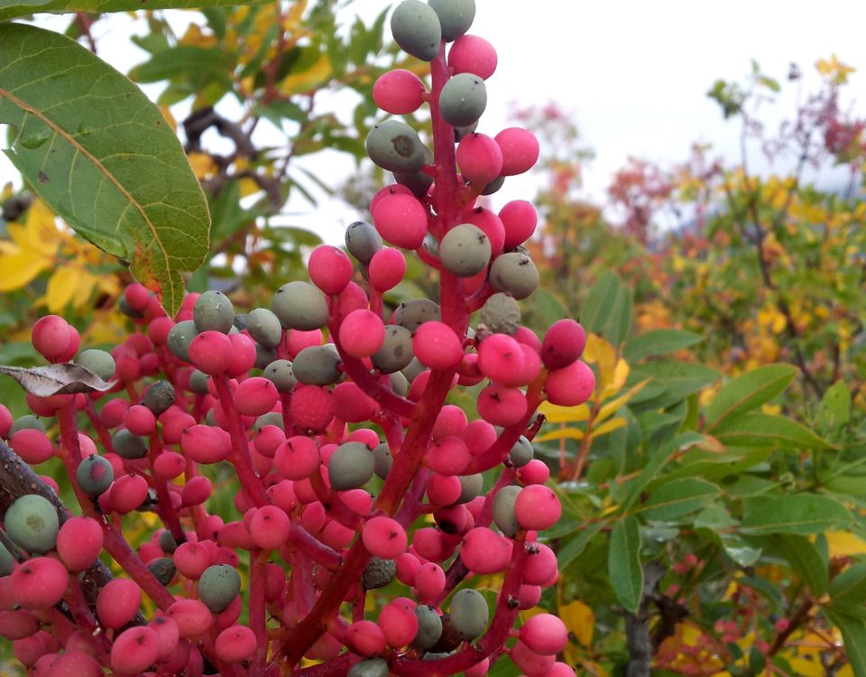 frutos de terebinto, cornalheira - Pistacia terebinthus