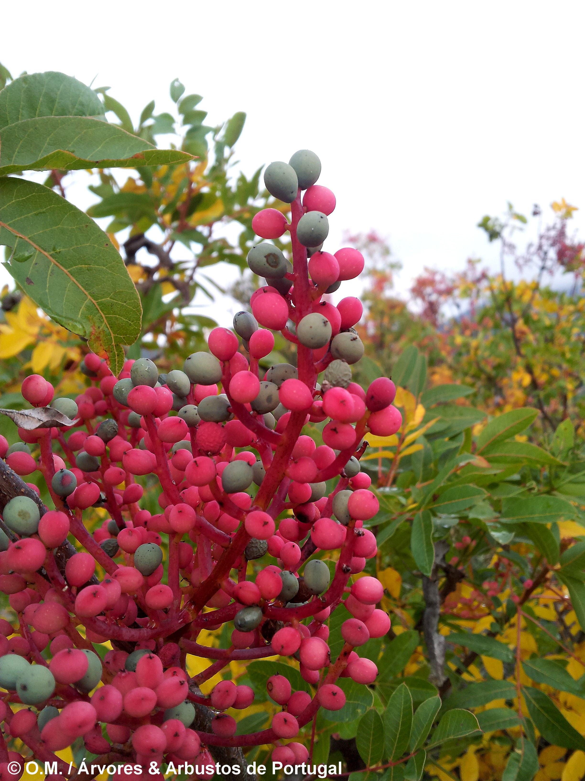 frutos de terebinto, cornalheira - Pistacia terebinthus