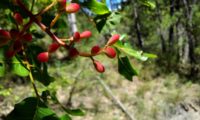 bagas de terebinto - Pistacia terebinthus