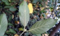 páginas inferiores de evónimo, fuseira, barrete-de-padre - Euonymus europaeus