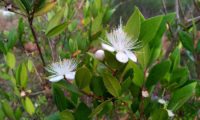 Flores de murta, murta-das-noivas, flor-do-noivado, murta-do-jardim, murta-cheirosa, murta-ordinária, murta-comum, com numerosos e compridos estames - Myrtus communis