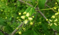 flor regular de evónimo, fuseira, barrete-de-padre - Euonymus europaeus