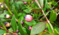 Fruto de murta, longamente pedunculado - Myrtus communis