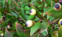 bagas de murta, murteira, murtinho, murtinheira por amadurecer - Myrtus communis