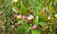 bagas de murta, murteira, murtinho, murtinheira a amadurecer - Myrtus communis