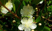 grupo de flores de murta, murteira, mirta, mirto, murtinho, murtinheira, martunheira, gorreiro, mata-pulgas, murta-das-noivas, flor-do-noivado, murta-do-jardim, murta-cheirosa, murta-ordinária, murta-comum, murtinheira, com anteras amarelas bem visíveis - Myrtus communis