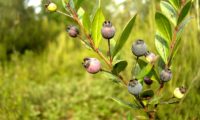 Frutos maduros de murta, cobertos de pruína - Myrtus communis