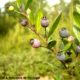 Frutos maduros de murta, cobertos de pruína - Myrtus communis