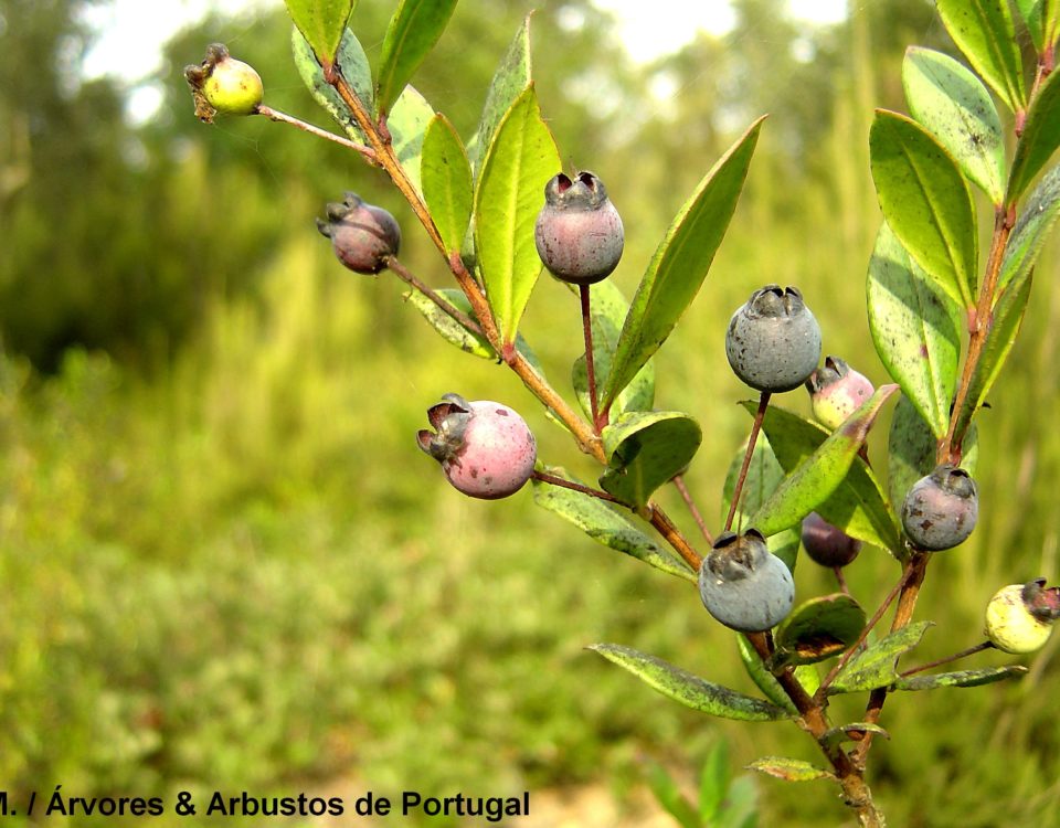 Frutos maduros de murta, cobertos de pruína - Myrtus communis