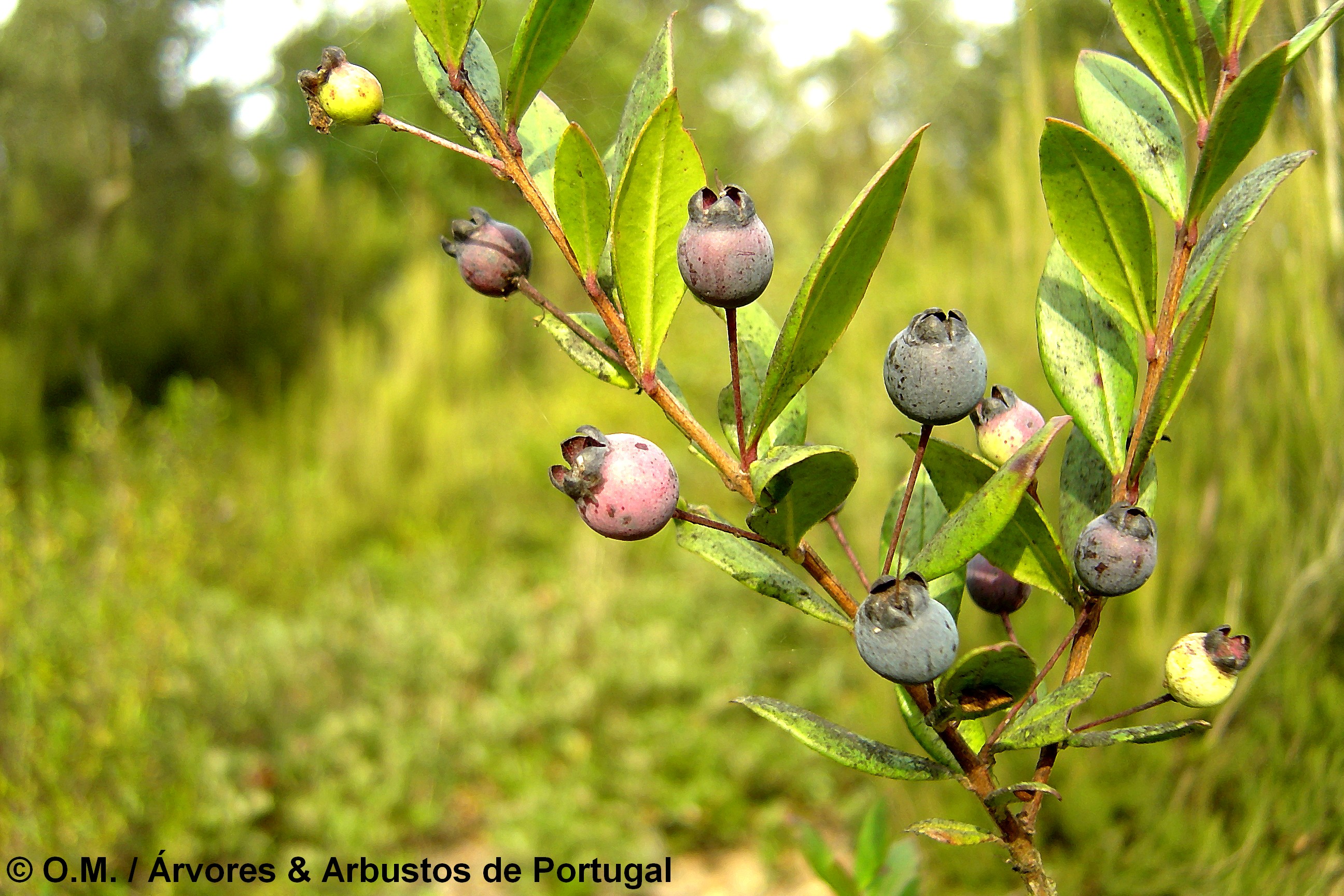 Frutos maduros de murta, cobertos de pruína - Myrtus communis