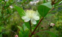 Flor de murta, murteira, murta-das-noivas, flor-do-noivado, murta-do-jardim, murta-cheirosa, murta-ordinária, murta-comum, com estigma truncado - Myrtus communis