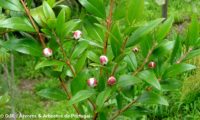 botões prestes a abrir de murta, murteira, murtinho, murtinheira, martunheira, mata-pulgas, murta-das-noivas, flor-do-noivado, murta-do-jardim, murta-cheirosa, murta-ordinária, murta-comum - Myrtus communis