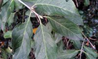 páginas superiores e inferiores de evónimo, fuseira, barrete-de-padre, com nervuras centrais salientes - Euonymus europaeus