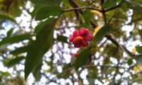 fruto de evónimo, fuseira, barrete-de-padre, com semente laranja pendente - Euonymus europaeus