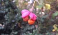 fruto de evónimo, fuseira, barrete-de-padre, com sementes laranja pendentes - Euonymus europaeus