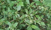 vista parcial de inflorescências discretas de evónimo, fuseira, barrete-de-padre - Euonymus europaeus