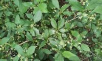 vista parcial de inflorescências discretas de evónimo, fuseira, barrete-de-padre - Euonymus europaeus