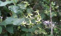 inflorescências de evónimo, fuseira, barrete-de-padre - Euonymus europaeus