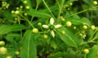 disco nectarífero verde de evónimo, fuseira, barrete-de-padre - Euonymus europaeus