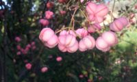 frutos cor-de-rosa de evónimo - Euonymus europaeus