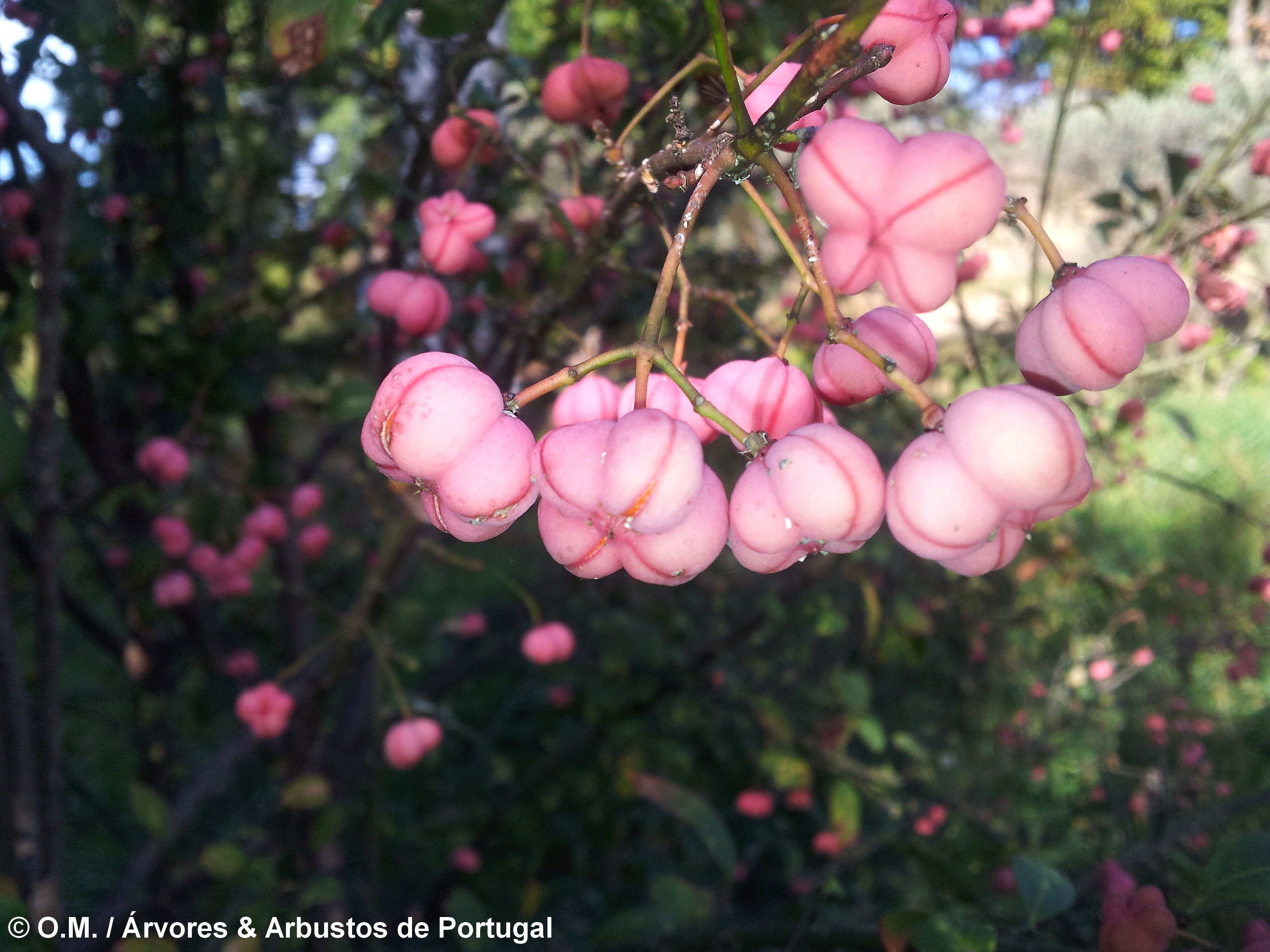 frutos cor-de-rosa de evónimo - Euonymus europaeus