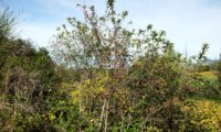 hábito de evónimo, fuseira, barrete-de-padre em frutificação - Euonymus europaeus